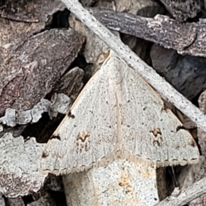 Dichromodes estigmaria at O'Connor, ACT - 22 Nov 2021