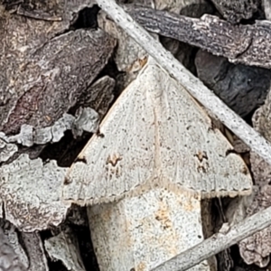 Dichromodes estigmaria at O'Connor, ACT - 22 Nov 2021