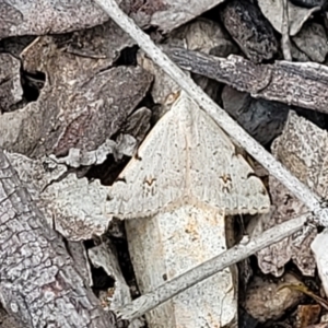 Dichromodes estigmaria at O'Connor, ACT - 22 Nov 2021