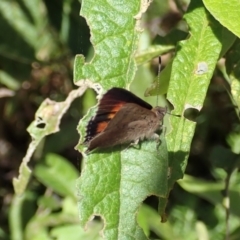 Paralucia aurifera at Paddys River, ACT - 18 Nov 2021 02:45 PM