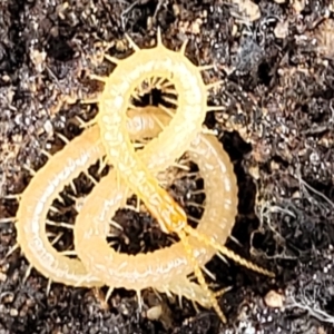 Geophilomorpha sp. (order) at O'Connor, ACT - 22 Nov 2021