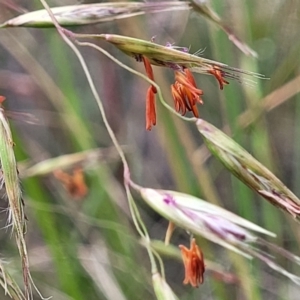 Rytidosperma pallidum at O'Connor, ACT - 22 Nov 2021