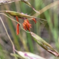 Rytidosperma pallidum at O'Connor, ACT - 22 Nov 2021 01:54 PM