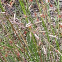 Rytidosperma pallidum at O'Connor, ACT - 22 Nov 2021 01:54 PM