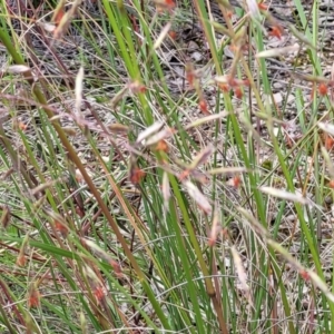 Rytidosperma pallidum at O'Connor, ACT - 22 Nov 2021