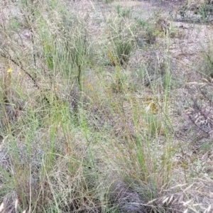 Rytidosperma pallidum at O'Connor, ACT - 22 Nov 2021 01:54 PM