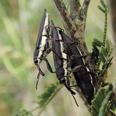 Rhinotia phoenicoptera (Belid weevil) at Tidbinbilla Nature Reserve - 18 Nov 2021 by CathB