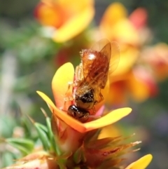 Exoneura sp. (genus) (A reed bee) at Paddys River, ACT - 18 Nov 2021 by CathB