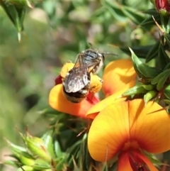 Lasioglossum (Chilalictus) sp. (genus & subgenus) at Paddys River, ACT - 18 Nov 2021