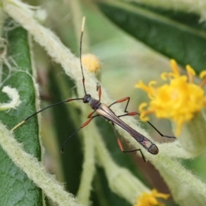 Enchoptera apicalis at Paddys River, ACT - 18 Nov 2021