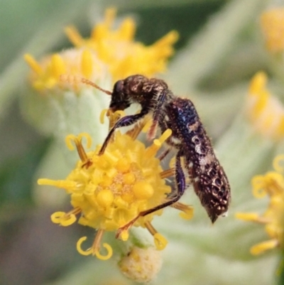 Scrobiger splendidus (Clerid beetle) at Paddys River, ACT - 18 Nov 2021 by CathB