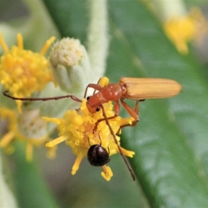 Stenoderus concolor at Paddys River, ACT - 18 Nov 2021