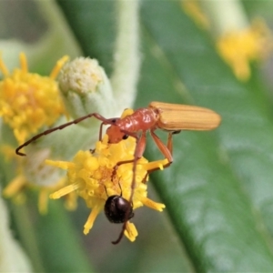 Stenoderus concolor at Paddys River, ACT - 18 Nov 2021