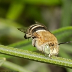 Amegilla (Notomegilla) chlorocyanea (Blue Banded Bee) at Albury, NSW - 20 Nov 2021 by Roger