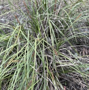 Lomandra longifolia at Stromlo, ACT - 22 Nov 2021 10:40 AM