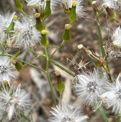 Senecio quadridentatus (Cotton Fireweed) at Denman Prospect 2 Estate Deferred Area (Block 12) - 22 Nov 2021 by JaneR