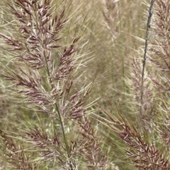 Austrostipa densiflora (Foxtail Speargrass) at Stromlo, ACT - 22 Nov 2021 by JaneR