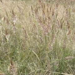 Austrostipa densiflora at Stromlo, ACT - 22 Nov 2021