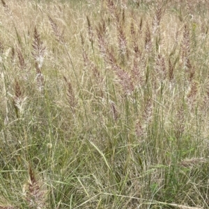 Austrostipa densiflora at Stromlo, ACT - 22 Nov 2021