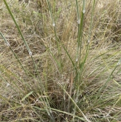 Austrostipa densiflora at Stromlo, ACT - 22 Nov 2021