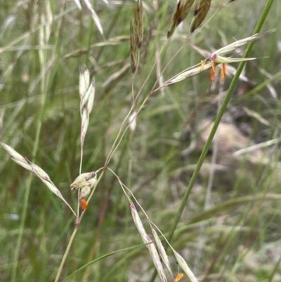 Rytidosperma pallidum (Red-anther Wallaby Grass) at Molonglo Valley, ACT - 22 Nov 2021 by JaneR