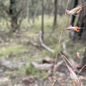 Rytidosperma pallidum at Molonglo Valley, ACT - 22 Nov 2021