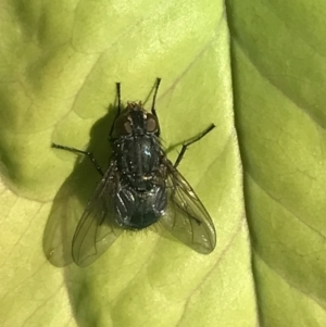 Calliphora vicina at Garran, ACT - 22 Nov 2021