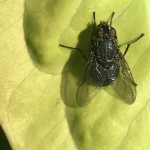 Calliphora vicina at Garran, ACT - 22 Nov 2021