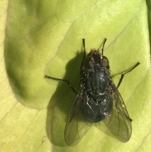 Calliphora vicina at Garran, ACT - 22 Nov 2021