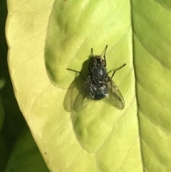 Calliphora vicina at Garran, ACT - 22 Nov 2021