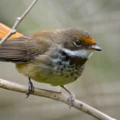 Rhipidura rufifrons (Rufous Fantail) at Pialligo, ACT - 22 Nov 2021 by trevsci