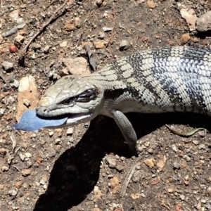 Tiliqua scincoides scincoides at Coree, ACT - 16 Nov 2021