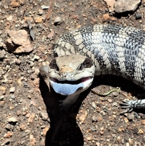 Tiliqua scincoides scincoides at Coree, ACT - 16 Nov 2021