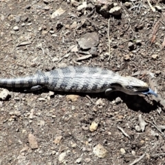 Tiliqua scincoides scincoides at Coree, ACT - 16 Nov 2021