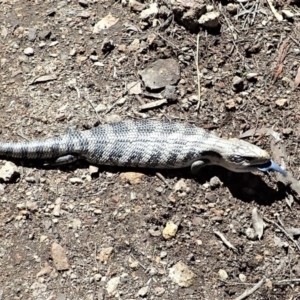 Tiliqua scincoides scincoides at Coree, ACT - 16 Nov 2021