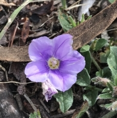 Convolvulus sabatius (Blue Rock Bindweed) at Garran, ACT - 22 Nov 2021 by Tapirlord