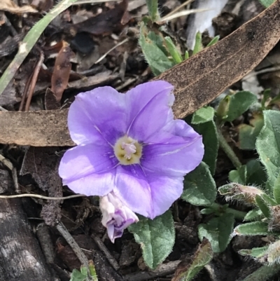 Convolvulus sabatius (Blue Rock Bindweed) at Garran, ACT - 22 Nov 2021 by Tapirlord