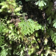 Hymenophyllum cupressiforme (Common Filmy Fern) at Bundanoon, NSW - 14 Nov 2021 by Tapirlord