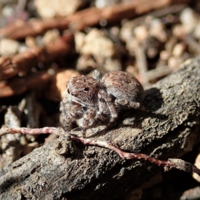 Unidentified Jumping or peacock spider (Salticidae) at Strathnairn, ACT - 16 Nov 2021 by CathB