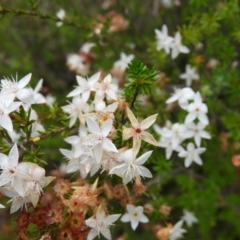 Calytrix tetragona at Molonglo Valley, ACT - 21 Nov 2021 12:01 PM