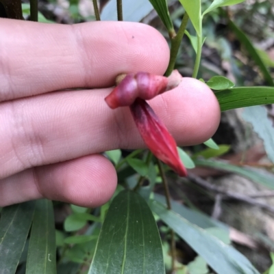 Kennedia rubicunda (Dusky Coral Pea) at Bundanoon, NSW - 14 Nov 2021 by Tapirlord