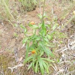 Coronidium oxylepis subsp. lanatum at Molonglo Valley, ACT - 21 Nov 2021 12:02 PM