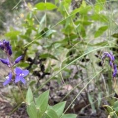 Veronica perfoliata (Digger's Speedwell) at Kowen, ACT - 22 Nov 2021 by JJJ