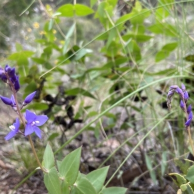 Veronica perfoliata (Digger's Speedwell) at Kowen, ACT - 21 Nov 2021 by JJJ