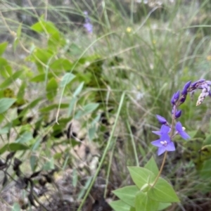 Veronica perfoliata at Kowen, ACT - 22 Nov 2021