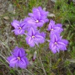 Thysanotus tuberosus subsp. tuberosus (Common Fringe-lily) at Molonglo Valley, ACT - 21 Nov 2021 by MatthewFrawley