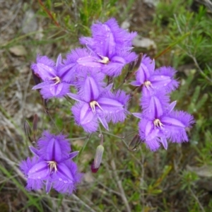 Thysanotus tuberosus subsp. tuberosus at Molonglo Valley, ACT - 21 Nov 2021