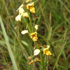 Diuris sulphurea (Tiger Orchid) at Molonglo Valley, ACT - 21 Nov 2021 by MatthewFrawley