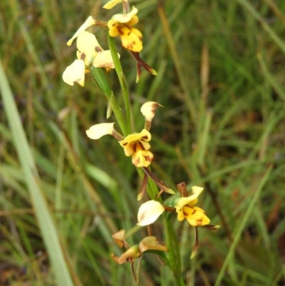 Diuris sulphurea (Tiger Orchid) at Molonglo Valley, ACT - 21 Nov 2021 by MatthewFrawley