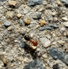 Melophorus sp. (genus) (Furnace ant) at Jerrabomberra, NSW - 22 Nov 2021 by SteveBorkowskis